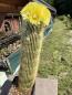 Preview: Parodia leninghausii
